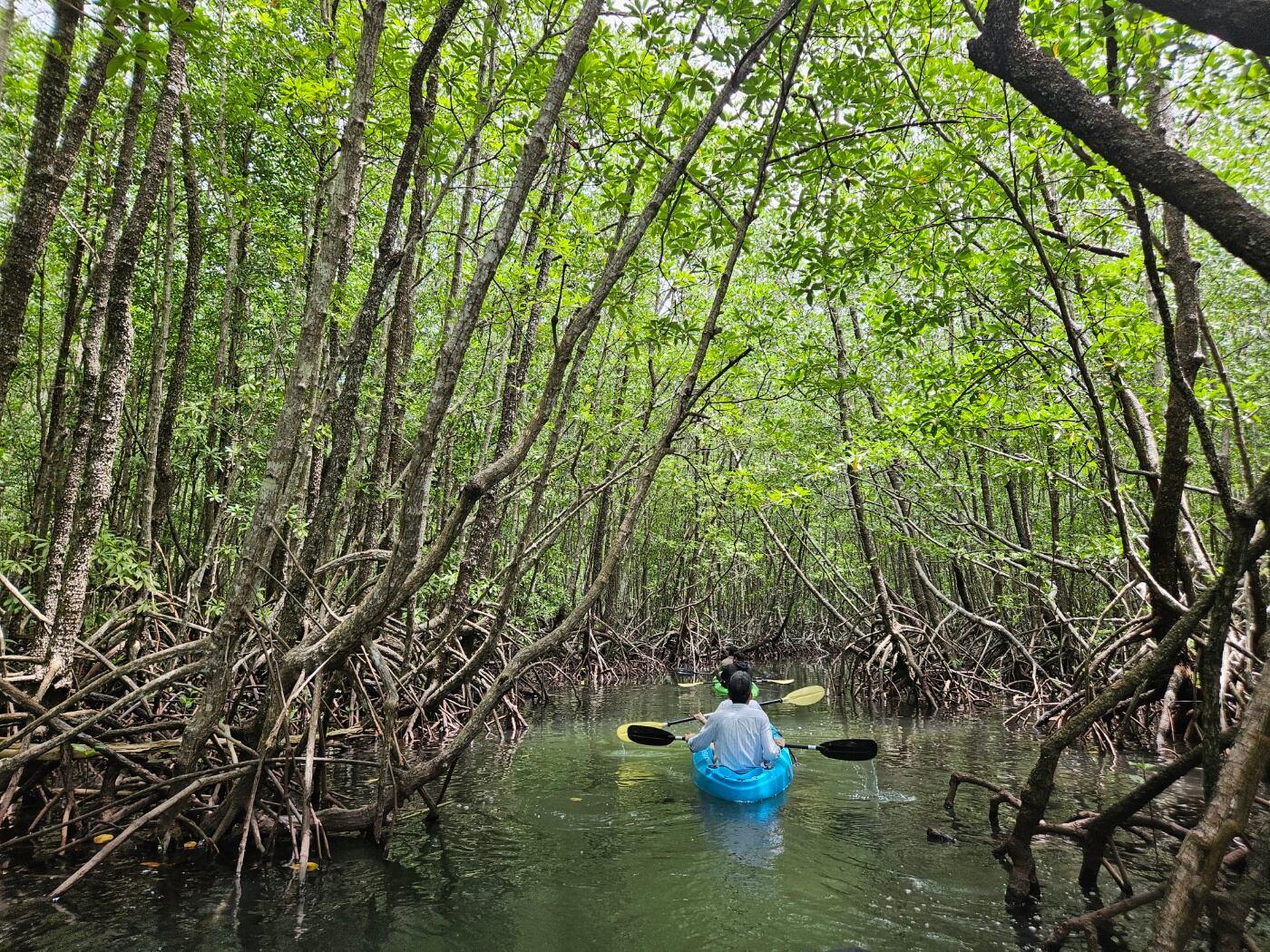 Group kayaking through mangroves on a team outing